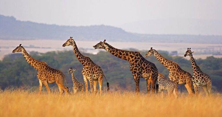 Top 15 Kenyan Tourist Attractions